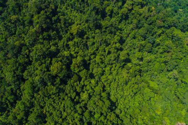 Tayland hava manzaralı yeşil dağ tropikal yağmur ormanı