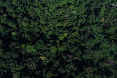Tayland 'daki yeşil dağ tropikal yağmur ormanları, hava manzarası