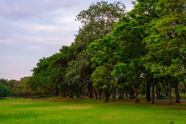 Grama Prado Verde Cidade Parque Público Céu Witrh Nuvem Natureza — Fotografia de Stock