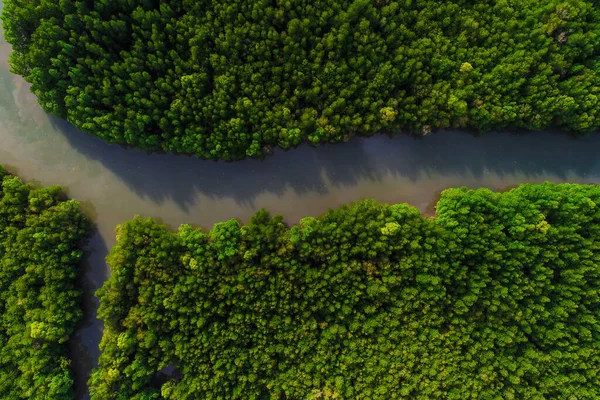 Deniz Koyundaki Tropik Mangrov Yeşil Yağmur Ormanı Doğa Ekoloji Sistemi — Stok fotoğraf
