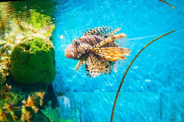 Groepervissen Aquarium Met Koraalrif Diepblauwe Zee — Stockfoto