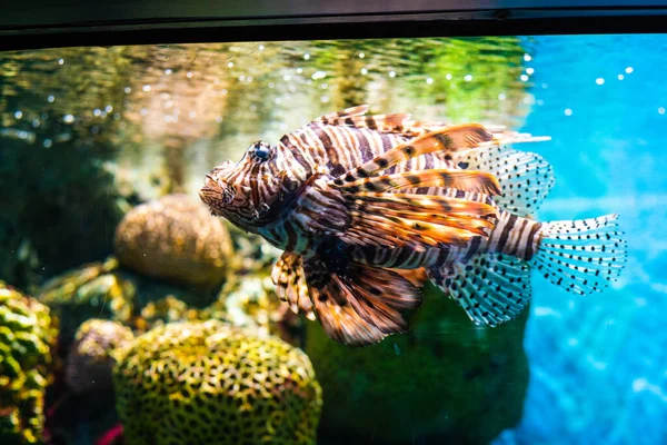 Agrupador Peixes Aquário Com Recife Coral Mar Azul Profundo — Fotografia de Stock