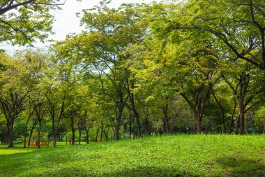 Yeşil çayır doğa manzaralı yeşil ağaç ormanı.