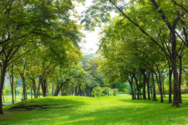 Yeşil çayır doğa manzaralı yeşil ağaç ormanı.