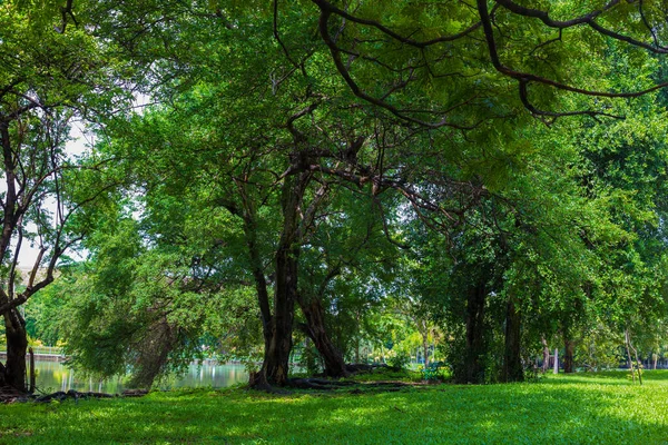 Foresta Verde Albero Città Parco Pubblico Con Prato Verde Erba — Foto Stock