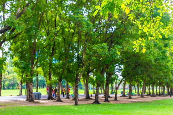 緑の草原の芝生の自然景観と都市公園の緑の木の森 — ストック写真