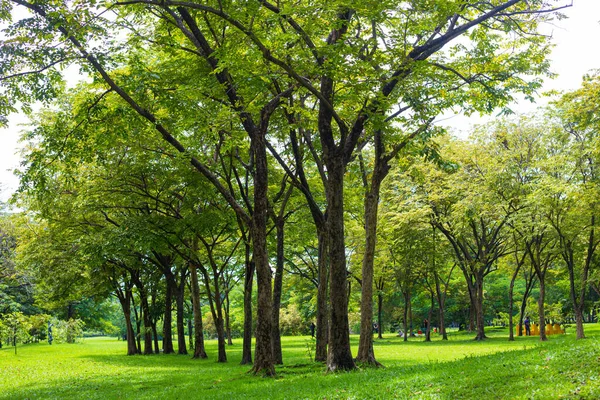 Foresta Verde Albero Città Parco Pubblico Con Prato Verde Erba — Foto Stock