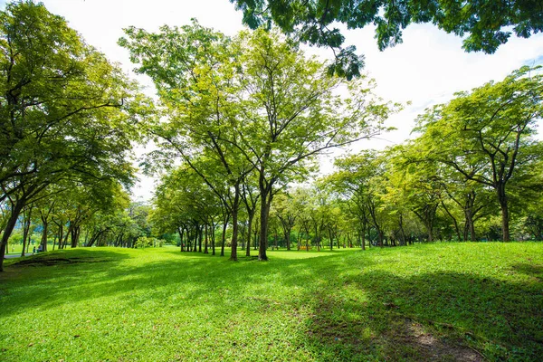 Grönt Träd Skog Staden Offentlig Park Med Grön Äng Gräs — Stockfoto