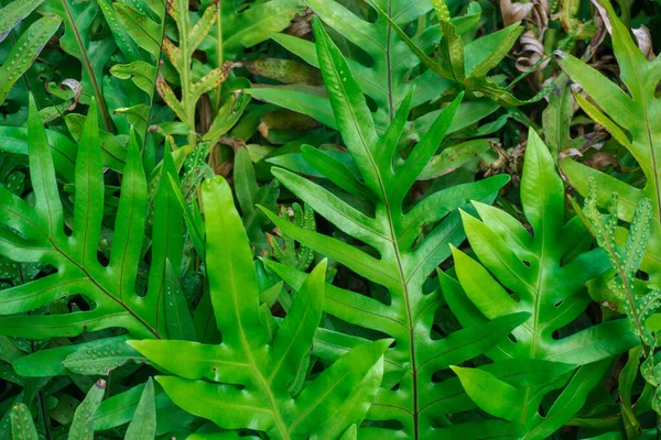 Foglia Felce Verde Stagione Primaverile Foresta Tropicale Sfondo Natura Fogliame — Foto Stock