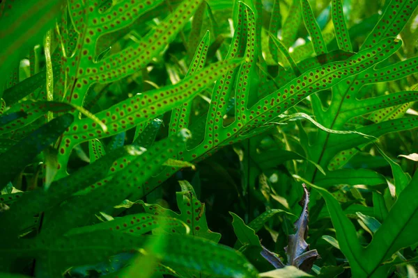 Hoja Helecho Verde Primavera Estación Bosque Tropical Fondo Follaje Naturaleza — Foto de Stock