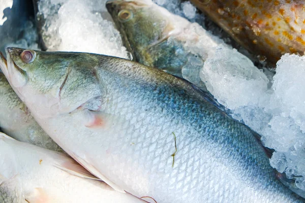 Fresh Seabass Grouper Fish Sell Ice Seafood Market — Stock Photo, Image