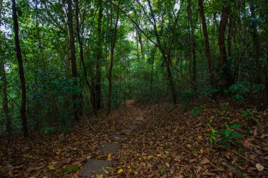 Yeşil ağaç ormanı etrafında doğa yürüyüşü yolu. Güneş ışığı doğa manzarası.