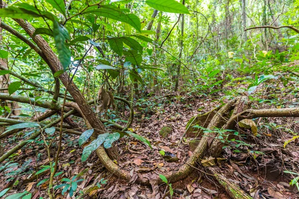 Natura Passeggiata Sentiero Intorno Verde Albero Foresta Sole Luce Natura — Foto Stock