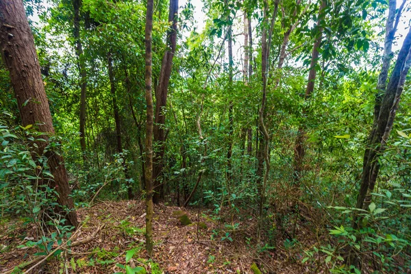 Natura Passeggiata Sentiero Intorno Verde Albero Foresta Sole Luce Natura — Foto Stock