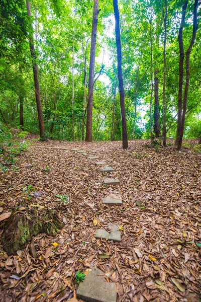 Naturvandringsleder Runt Gröna Träd Skog Sol Ljus Natur Landskap — Stockfoto