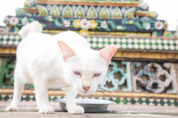 Tradizionale Locale Asiatico Gatto Sdraiato Nel Tempio Bangkok Thailandia — Foto Stock
