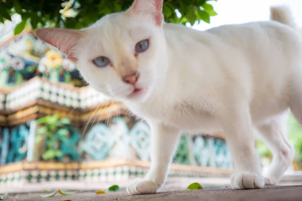 Tradizionale Locale Asiatico Gatto Sdraiato Nel Tempio Bangkok Thailandia — Foto Stock