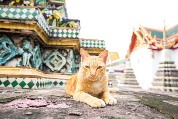 Tradiční Místní Asijské Kočka Ležící Chrámu Bangkok Thajsko — Stock fotografie