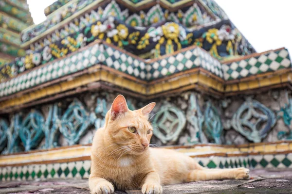 Chat Asiatique Local Traditionnel Couché Dans Temple Bangkok Thaïlande — Photo