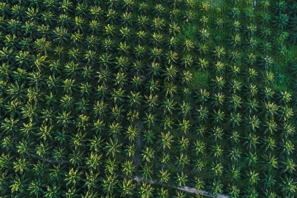 Vista Aérea Verde Tropical Palma Campo Plantação Indústria Agrícola — Fotografia de Stock