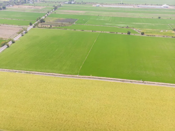 空中景观金黄稻田农业产业 — 图库照片