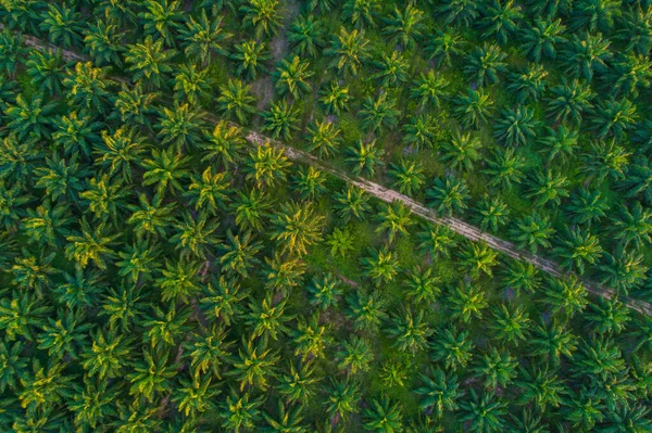 Vue Aérienne Champ Plantation Huile Palme Tropicale Verte Industrie Agricole — Photo