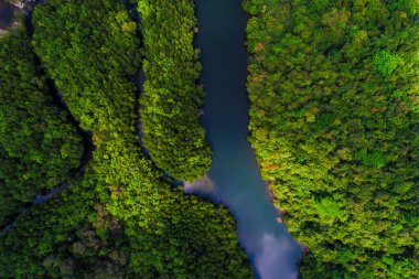 Tropikal yeşil mangrov ormanı, nehir kıyısı ekoloji sistemi hava manzaralı.