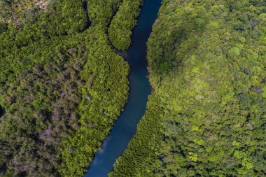 Tropikal yeşil mangrov ormanı, nehir kıyısı ekoloji sistemi hava manzaralı.