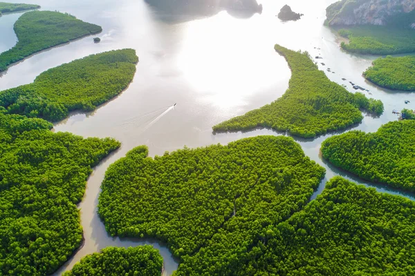 Tropikal Mangrov Yeşil Ağaç Ormanlarında Sabah Sisli Deniz Nehir Manzarası — Stok fotoğraf