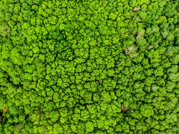 Grün Tropisch Grün Baum Regenwald Luftaufnahme Natur Hintergrund — Stockfoto