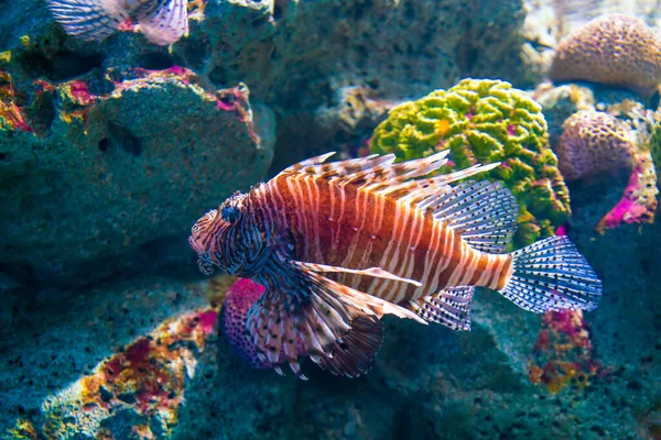Левова Риба Коралового Рифу Червоний Лев — стокове фото