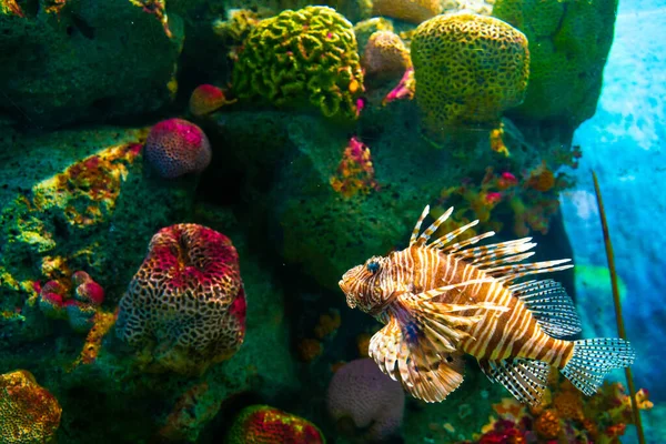 Δηλητηριώδες Ψάρι Λιοντάρι Coral Reef Κόκκινο Lionfish — Φωτογραφία Αρχείου