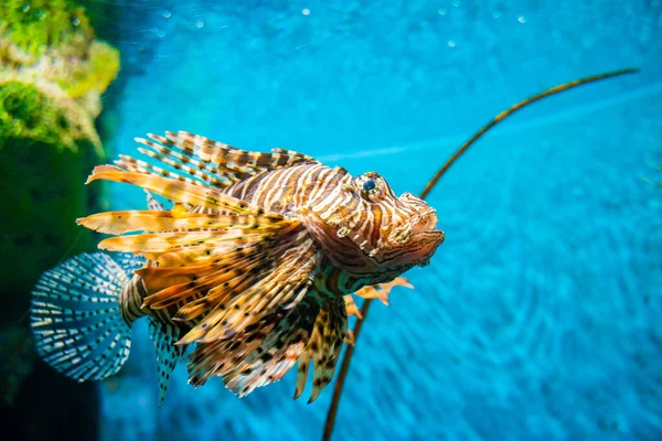 Pesce Leone Velenoso Nella Barriera Corallina Pesce Leone Rosso — Foto Stock