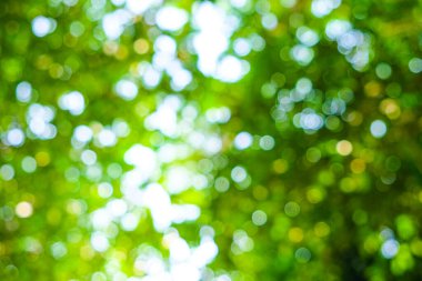 Bokeh doğa arka planına sahip soyut bulanık yeşil ağaç yaprağı