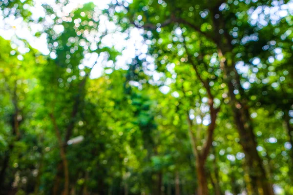 Abstrakt Suddig Grönt Träd Löv Med Bokeh Natur Bakgrund — Stockfoto