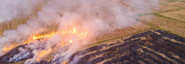 Feuer Brennt Auf Gelbem Stroh Reisfeld Mit Rauch Aus Der — Stockfoto