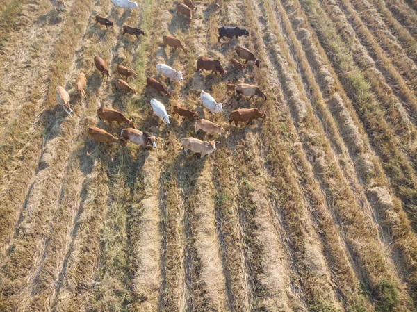 Grupo Tradicional Vacas Comendo Palha Indústria Animais Aéreos Campo — Fotografia de Stock