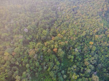 Ağaç ormanı yeşili arka plan manzarası havadan aşağı bakışı