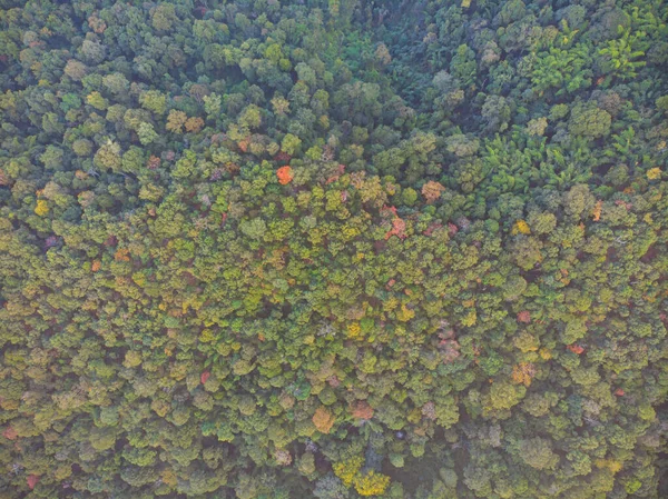 树木森林绿色自然背景景观空中俯瞰风景 — 图库照片