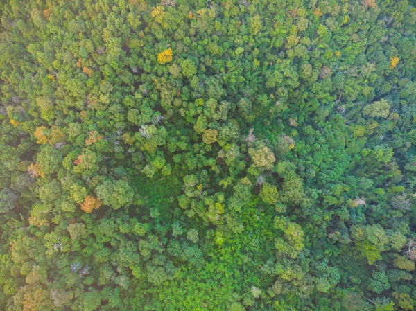 树木森林绿色自然背景景观空中俯瞰风景 — 图库照片