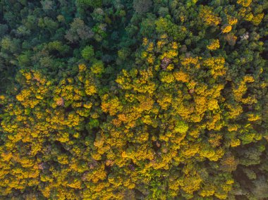 Sonbahar yeşil ağaç dağ ormanı günbatımı hafif hava aracı görüntüsü