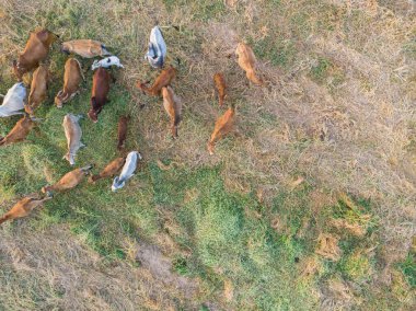 Pirinç tarlası hayvan endüstrisinde saman yiyen bir grup inek.