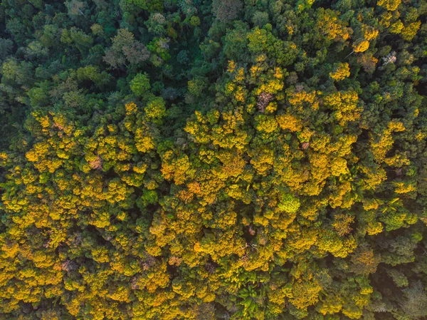 Höst Grönt Träd Berg Skog Solnedgång Ljus Antenn Drönare Utsikt — Stockfoto