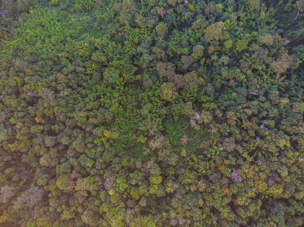 Vista Aérea Floresta Árvore Verde Selva Montanhosa Com Luz Sol — Fotografia de Stock