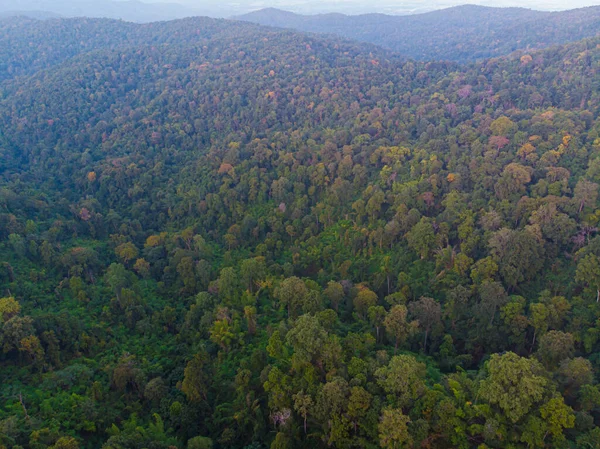 Autumn Green Tree Mountain Forest Sunset Light Aerial Drone View — Stock Photo, Image