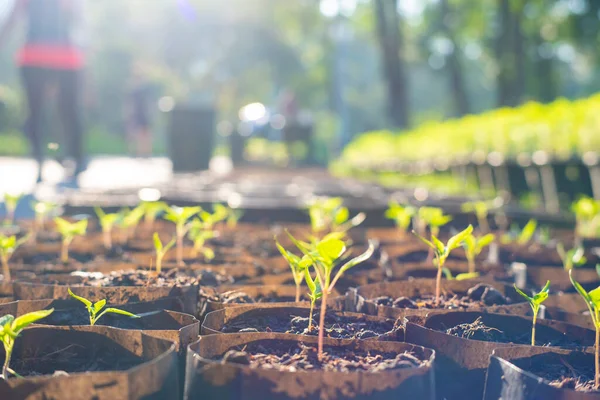 Groene Plant Blad Groeien Met Zonlicht Morgens Business Groeiende Concept — Stockfoto