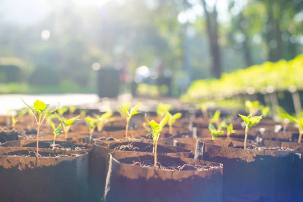 Feuille Plante Verte Croître Avec Lumière Soleil Matin Entreprise Concept — Photo