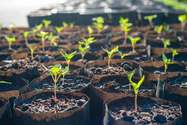 Hoja Planta Verde Crece Con Luz Del Sol Mañana Negocio —  Fotos de Stock