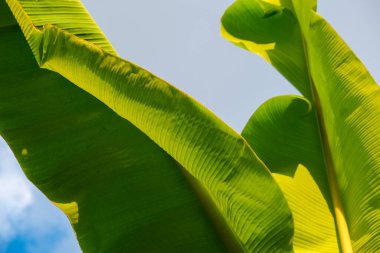 Muz ağacı yaprağı ekimi mavi gökyüzü bulutu meyve endüstrisine karşı