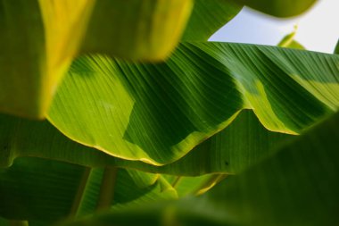 Muz ağacı yaprağı ekimi mavi gökyüzü bulutu meyve endüstrisine karşı